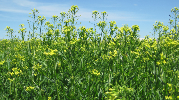 Camelina ist eine neuartige Ölsaat mit einer niedrigen CO2-Intensität, die für Biokraftstoffe genutzt werden kann. / Camelina is a novel intermediate oilseed crop with a promising low-carbon intensity for renewable fuel.