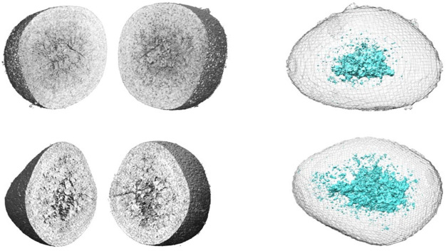 Die Abbildung links zeigt die nanotomographischen Aufnahmen eines LRTMO-Teilchen vor dem ersten Ladezyklus (oben) und nach 10 Ladezyklen (unten). Rechts davon sind die entsprechenden Simulationen mit isolierten Poren (hellblau), deren Anzahl nach 10 Ladezyklen (rechts unten) steigt. © HZB / The left side of the figure shows nanotomography images of an LRTMO particle taken at the TXM of BESSY II before the first charging cycle (top) and after 10 charging cycles (bottom). In the simulation (right side), the isolated pores are highlighted in light blue. After 10 charging cycles, the number of pores and cracks has significantly increased. © HZB