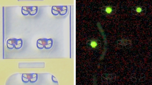 Zellenfallenarray: Aus Silizium gefertigte Zellfallen (links). In den Zellfallen (rechts) isolierte Zellen (grün) und vorbeifließende Zelle (Schlangenlinie). © Fraunhofer IMM / Fig. 2 Cell trap array: cell traps made of silicon (left). At right: cells isolated in the cell traps (green) and cell flowing past them (serpentine line). © Fraunhofer IMM