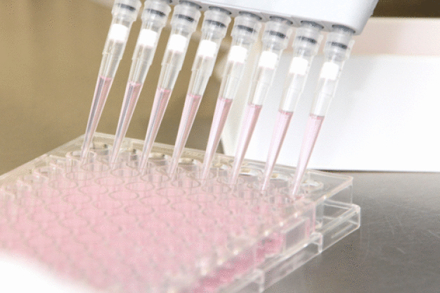 Kultivierung von Klonen in 96-Well Platten während der Zelllinienentwicklung. (Quelle: UGA Biopharma GmbH) / Cultivation of clones in 96-well plates during cell line development. (Source: UGA Biopharma GmbH)